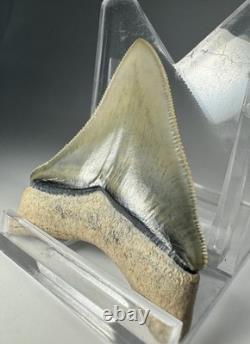 2 Inch Gem Bone Valley Colorful Megalodon Shark Tooth Fossil Florida Meg