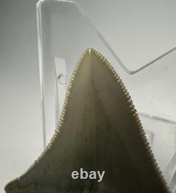 2 Inch Gem Bone Valley Colorful Megalodon Shark Tooth Fossil Florida Meg