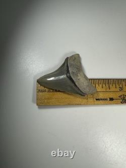 2 Inch Gem Bone Valley Colorful Megalodon Shark Tooth Fossil Florida Meg