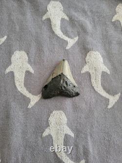 2+ Inch Megalodon Tooth