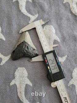 2+ Inch Megalodon Tooth