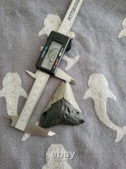 2+ Inch Megalodon Tooth