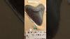 2nd Largest Megalodon Shark Tooth Ever Found On Earth We Need To Find Out More Fossil Shark Wow