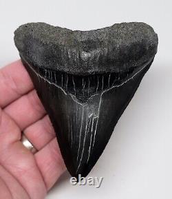 2nd ROW RARE MEGALODON SHARK TOOTH 4 & 1/4 in. REAL FOSSIL SERRATED