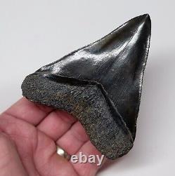 2nd ROW RARE MEGALODON SHARK TOOTH 4 & 1/4 in. REAL FOSSIL SERRATED
