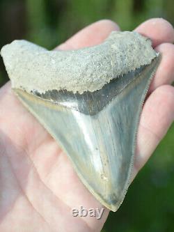#37, Stunning 4 Indonesian Megalodon Tooth! . Big Serrations! U. K Stock