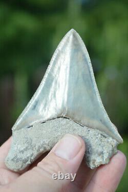 #37, Stunning 4 Indonesian Megalodon Tooth! . Big Serrations! U. K Stock