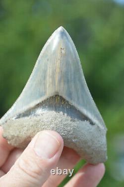 #37, Stunning 4 Indonesian Megalodon Tooth! . Big Serrations! U. K Stock