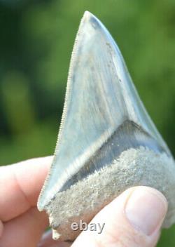 #37, Stunning 4 Indonesian Megalodon Tooth! . Big Serrations! U. K Stock