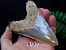 #39, Beautiful 4.6, Megalodon Shark Tooth, Best Value Megs, U. K