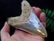 #39, Beautiful 4.6, Megalodon Shark Tooth, Best Value Megs, U. K