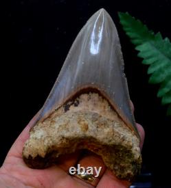 #39, Beautiful 4.6, Megalodon Shark Tooth, Best Value Megs, U. K