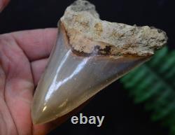 #39, Beautiful 4.6, Megalodon Shark Tooth, Best Value Megs, U. K