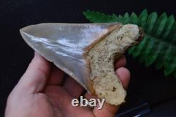 #39, Beautiful 4.6, Megalodon Shark Tooth, Best Value Megs, U. K