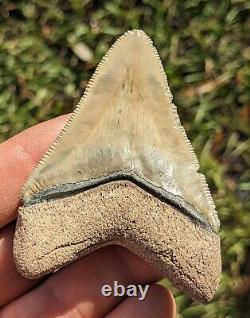 3.03 Bone Valley Megalodon Shark Tooth. #27