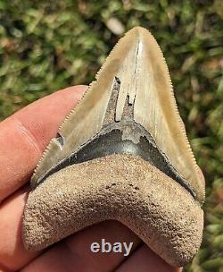 3.03 Bone Valley Megalodon Shark Tooth. #27