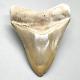 3.09 Sharply Serrated Fossil Megalodon Shark Tooth Bone Valley- Englewood, Fl