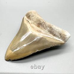 3.09 Sharply Serrated Fossil MEGALODON Shark Tooth Bone Valley- Englewood, FL