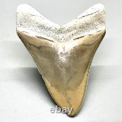 3.09 Sharply Serrated Fossil MEGALODON Shark Tooth Bone Valley- Englewood, FL