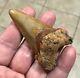 3.15 X 1.87 Angustidens Megalodon Shark Tooth Fossil See All Pics