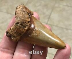 3.15 x 1.87 Angustidens Megalodon Shark Tooth Fossil SEE ALL PICS