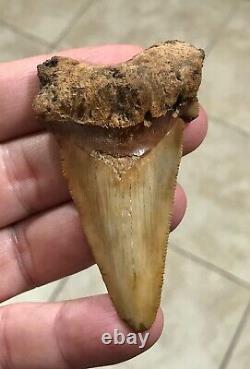 3.15 x 1.87 Angustidens Megalodon Shark Tooth Fossil SEE ALL PICS