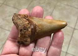 3.15 x 1.87 Angustidens Megalodon Shark Tooth Fossil SEE ALL PICS