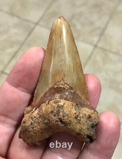 3.15 x 1.87 Angustidens Megalodon Shark Tooth Fossil SEE ALL PICS