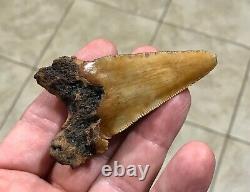 3.15 x 1.87 Angustidens Megalodon Shark Tooth Fossil SEE ALL PICS