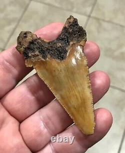 3.15 x 1.87 Angustidens Megalodon Shark Tooth Fossil SEE ALL PICS