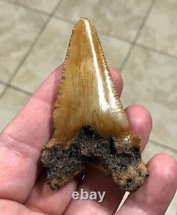 3.15 x 1.87 Angustidens Megalodon Shark Tooth Fossil SEE ALL PICS