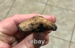 3.15 x 1.87 Angustidens Megalodon Shark Tooth Fossil SEE ALL PICS