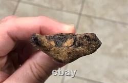 3.15 x 1.87 Angustidens Megalodon Shark Tooth Fossil SEE ALL PICS