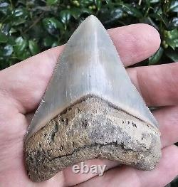 3 1/16 Lee Creek Chubutensis Shark Tooth Fossil Not Megalodon Aurora