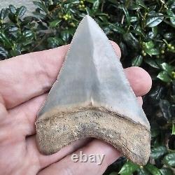 3 1/16 Lee Creek Chubutensis Shark Tooth Fossil Not Megalodon Aurora