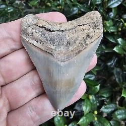 3 1/16 Lee Creek Chubutensis Shark Tooth Fossil Not Megalodon Aurora