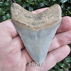 3 1/16 Lee Creek Chubutensis Shark Tooth Fossil Not Megalodon Aurora