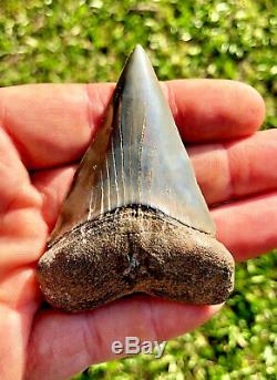 3 1/16 MAKO LESSER GREAT WHITE TOOTH shark teeth megalodon fossil dinosaur bone