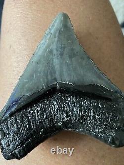 3 1/2 Megalodon Shark Tooth