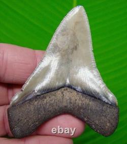 3 & 1/8 Chubutenis Shark Tooth Real Fossil No Restorations Megalodon Era