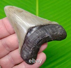 3 & 1/8 Chubutenis Shark Tooth Real Fossil No Restorations Megalodon Era