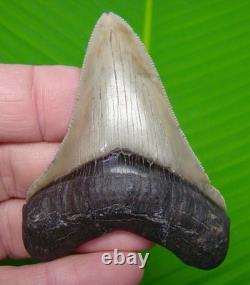 3 & 1/8 Chubutenis Shark Tooth Real Fossil No Restorations Megalodon Era