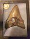 3 1/8 Genuine Megalodon Shark Tooth Fossil. Awesome Condition