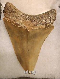 3 1/8 GENUINE MEGALODON SHARK TOOTH FOSSIL. Awesome Condition