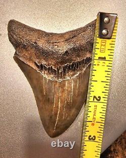 3 1/8 GENUINE MEGALODON SHARK TOOTH FOSSIL. Awesome Condition