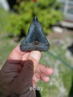 3.1 In Peace River Megalodon Tooth Specimen, Collectible Shark Tooth Fossil
