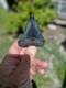 3.1 In Peace River Megalodon Tooth Specimen, Collectible Shark Tooth Fossil