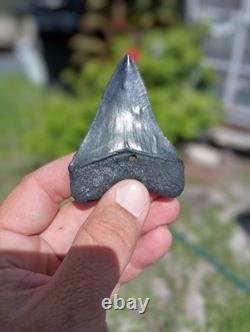 3.1 In Peace River Megalodon Tooth Specimen, Collectible Shark Tooth Fossil