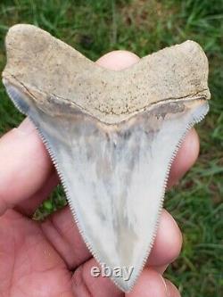 3.1 Lee Creek Aurora Chubutensis Megalodon Shark Tooth