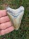 3.24 Bone Valley Megalodon Shark Tooth. #004